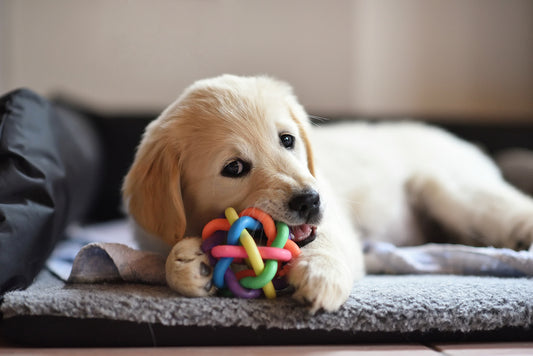 Durable Dog Chew Toys