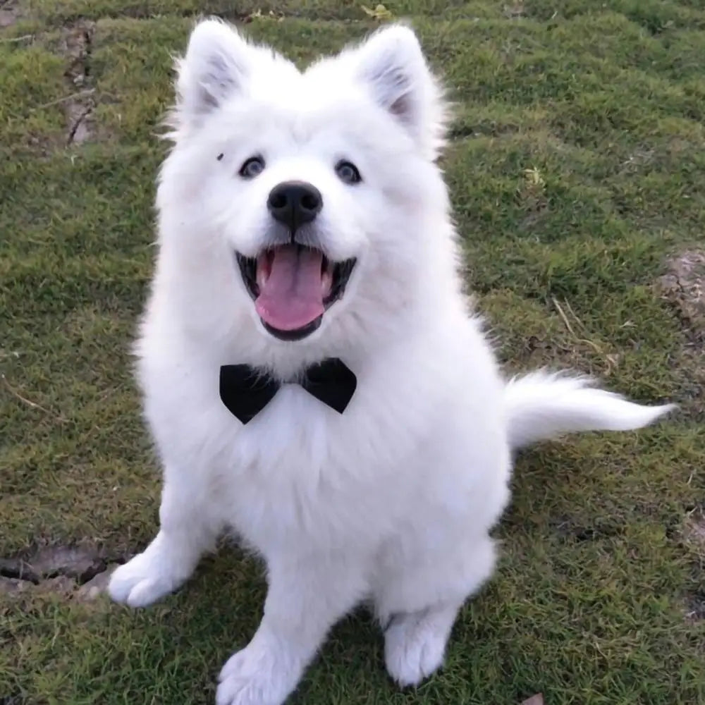 1PC Pet Puppy Dogs Adjustable Bow Tie Collar Necktie Bowknot Bowtie HoSPECIFICATIONSMaterial: nylonOrigin: Mainland ChinaCN: GuangdongItem Type: Tie & Bow TieType: DogsChoice: yes
Features:
1.Adjustable neck girth, suitable for boShopDoggieworksShopDoggieworks1PC Pet Puppy Dogs Adjustable Bow Tie Collar Necktie Bowknot Bowtie Holiday Wedding Decoration Accessories