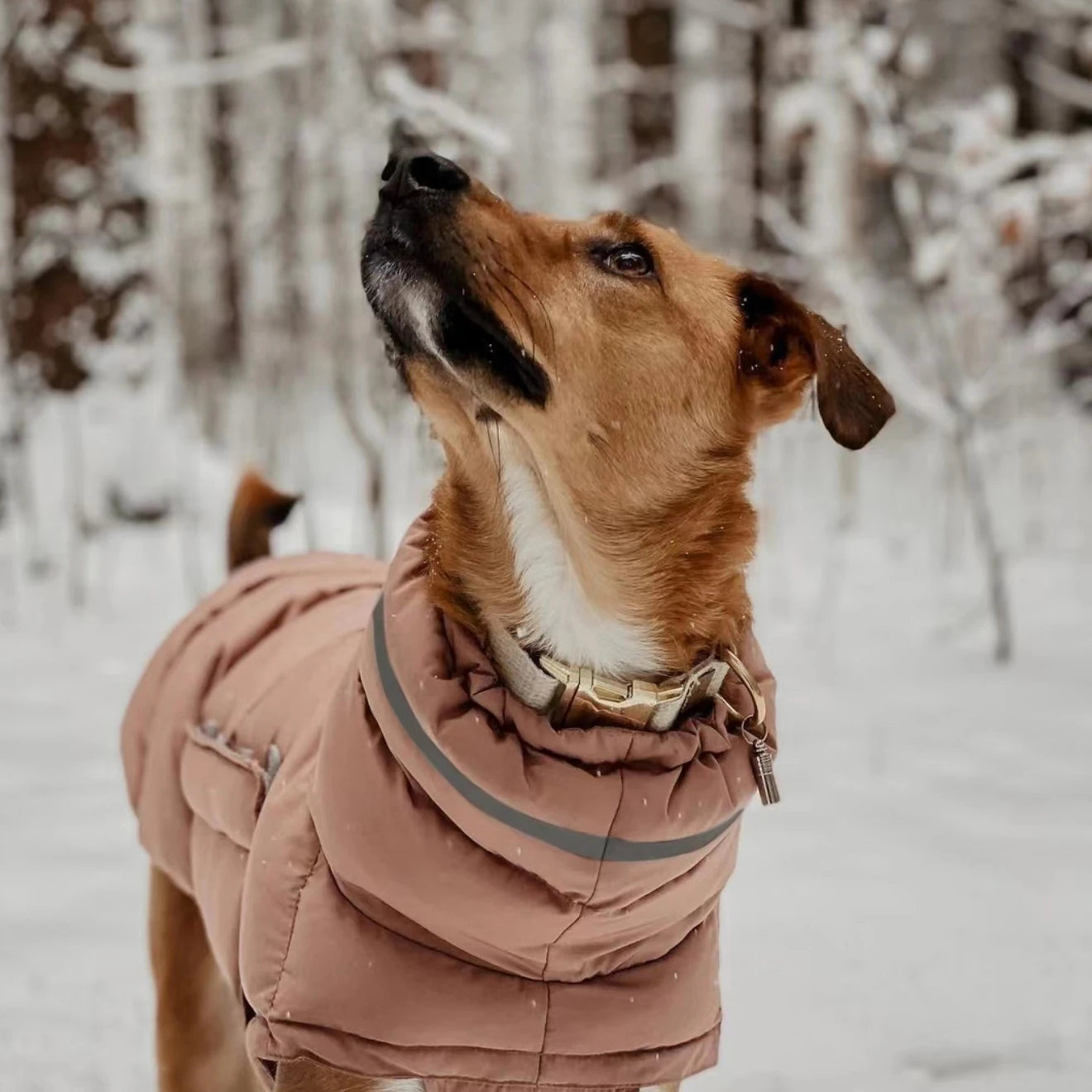 Winter Warm Dog Clothes Windproof Waterproof Thick Pet Dog Down Jacket Adjustable Cotton Large Dog Parkas Clothing Pet Supplies