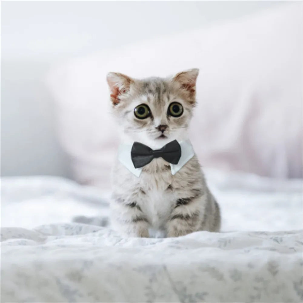 Adjustable Dog Cat Bowtie Formal Pet Bow Tie Collar Wedding Neck Tie fSPECIFICATIONSBrand Name: NoEnName_NullItem Type: Tie &amp; Bow TieOrigin: Mainland ChinaCN: ZhejiangMaterial: 100% CottonSet Type: noType: catsS size: neck 25-30cmLShopDoggieworksShopDoggieworksAdjustable Dog Cat Bowtie Formal Pet Bow Tie Collar Wedding Neck Tie