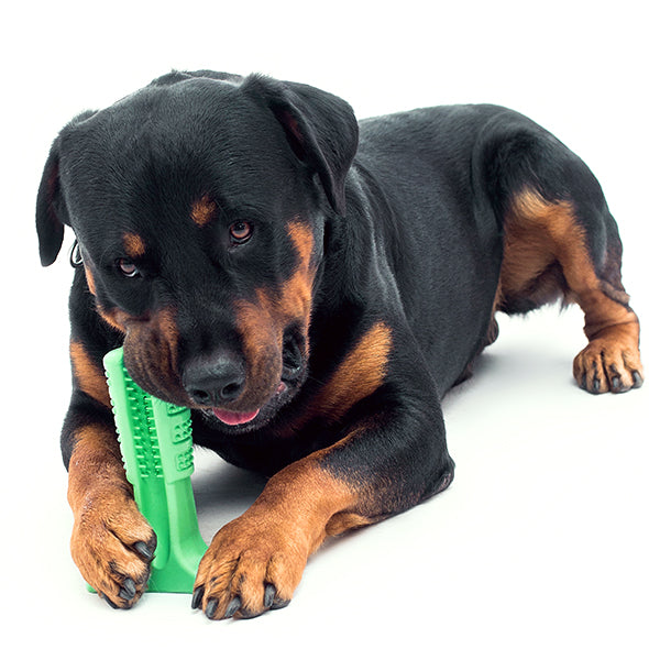 Toothbrushes For Dogs | Silicone Pet ToothbrushThat is a Toothbrushes For Dogs? 

You have probably seen this green tool around and wondered: does this work? Well, I wondered the same and just had to try out the Silicone Pet ToothbrushShopDoggieworksShopDoggieworksSilicone Pet Toothbrush