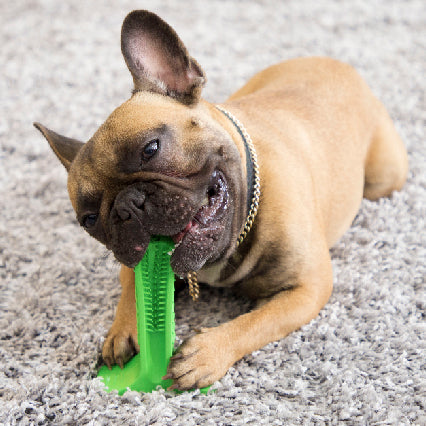 Toothbrushes For Dogs | Silicone Pet ToothbrushThat is a Toothbrushes For Dogs? 

You have probably seen this green tool around and wondered: does this work? Well, I wondered the same and just had to try out the Silicone Pet ToothbrushShopDoggieworksShopDoggieworksSilicone Pet Toothbrush