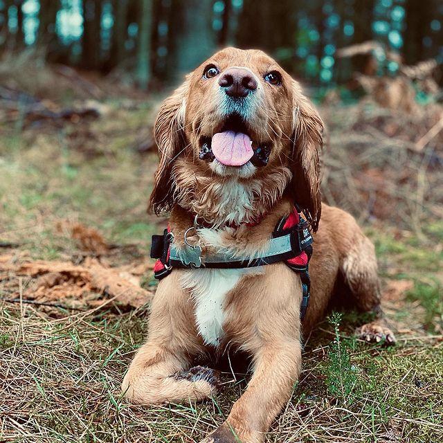 Personalized No Pull Dog Harness