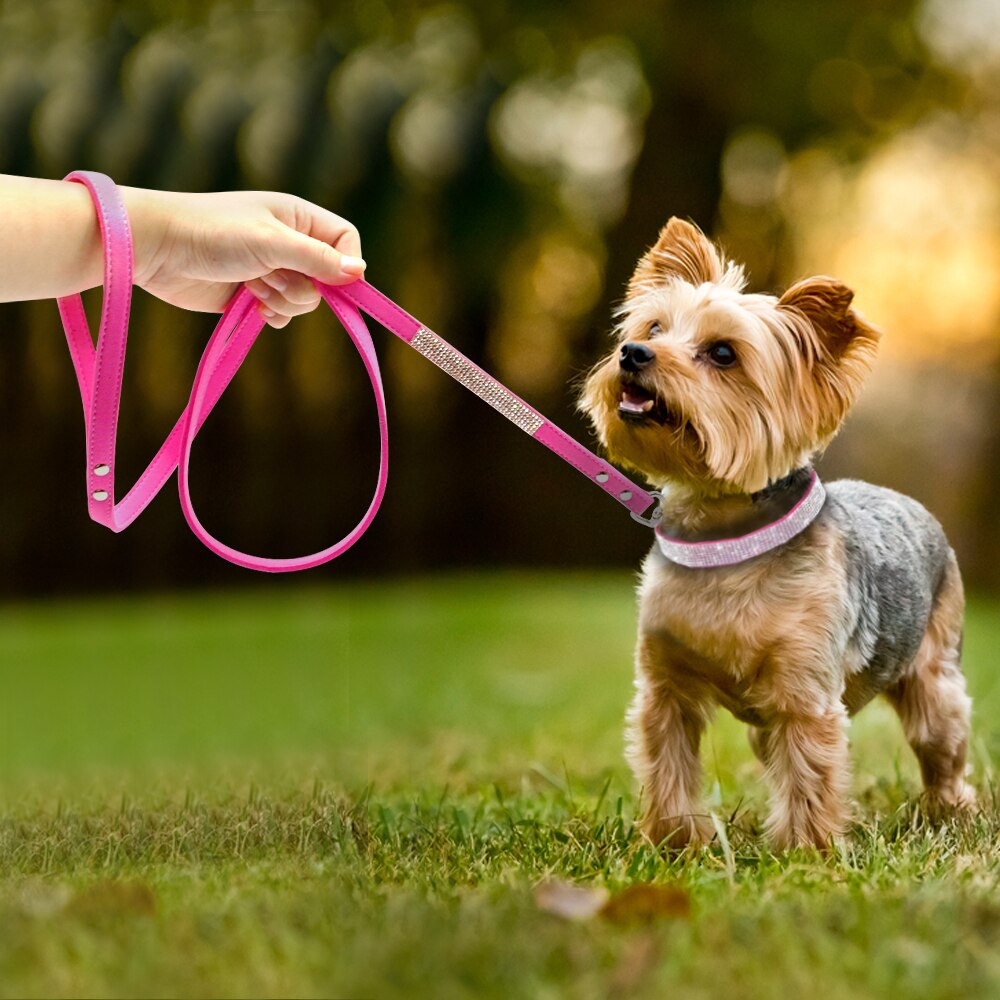 Dog Collars and Leashes
Dog Training Collars And Leashes
What are the best dog collars and leashes?




The best collar and leash for your dog will depend on a number of factors, includingShopDoggieworksShopDoggieworksDog Collars